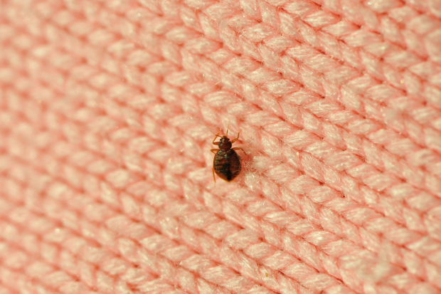 Bed-Bug-Treatment - Ceres Best Pest Pros | Ceres, CA | 209-231-8770