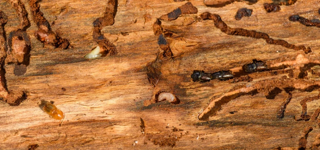 Is Your Home at Risk for Termite Damage - Ceres Best Pest Pros | Ceres, CA | 209-231-8770