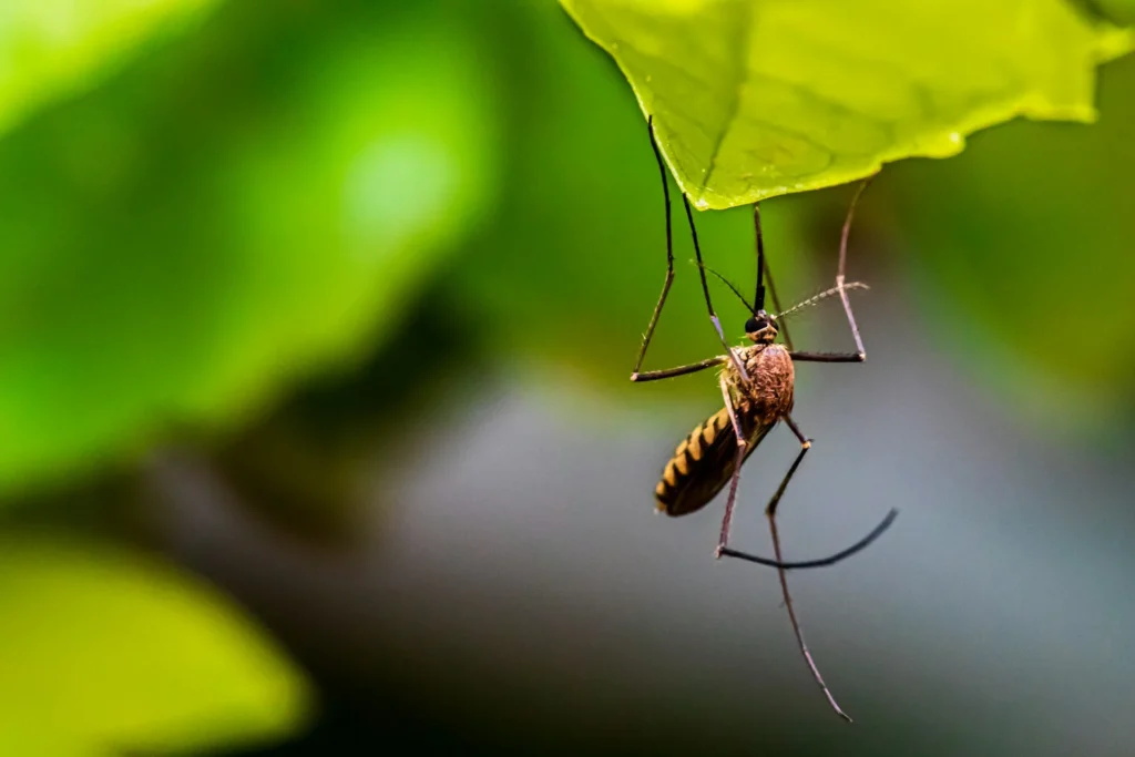 Mosquito-Control-for-Every-Outdoor-Space - Ceres Best Pest Pros | Ceres, CA | 209-231-8770