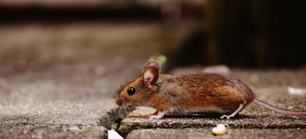 Residential-Commercial-Rodent-Solutions - Ceres Best Pest Pros | Ceres, CA | 209-231-8770