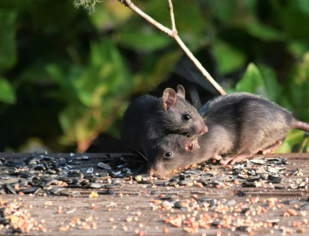 Rodent-Removal - Ceres Best Pest Pros | Ceres, CA | 209-231-8770