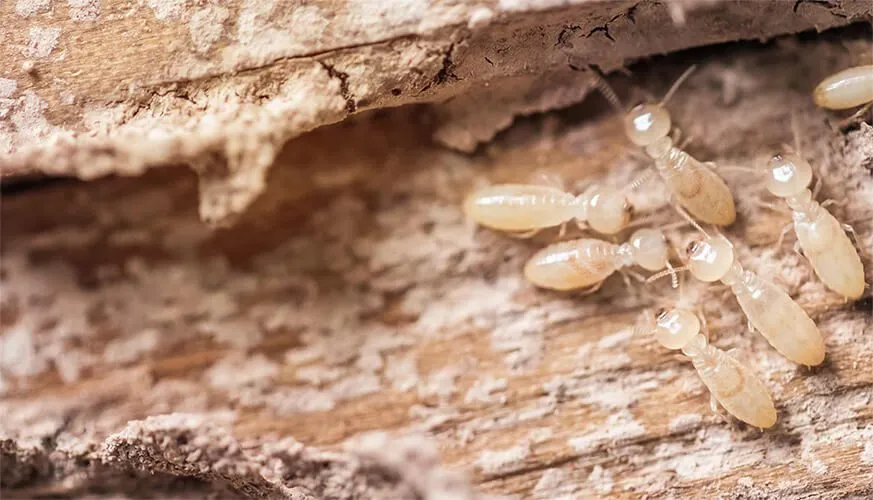 Signs You May Have a Termite Infestation - Ceres Best Pest Pros | Ceres, CA | 209-231-8770