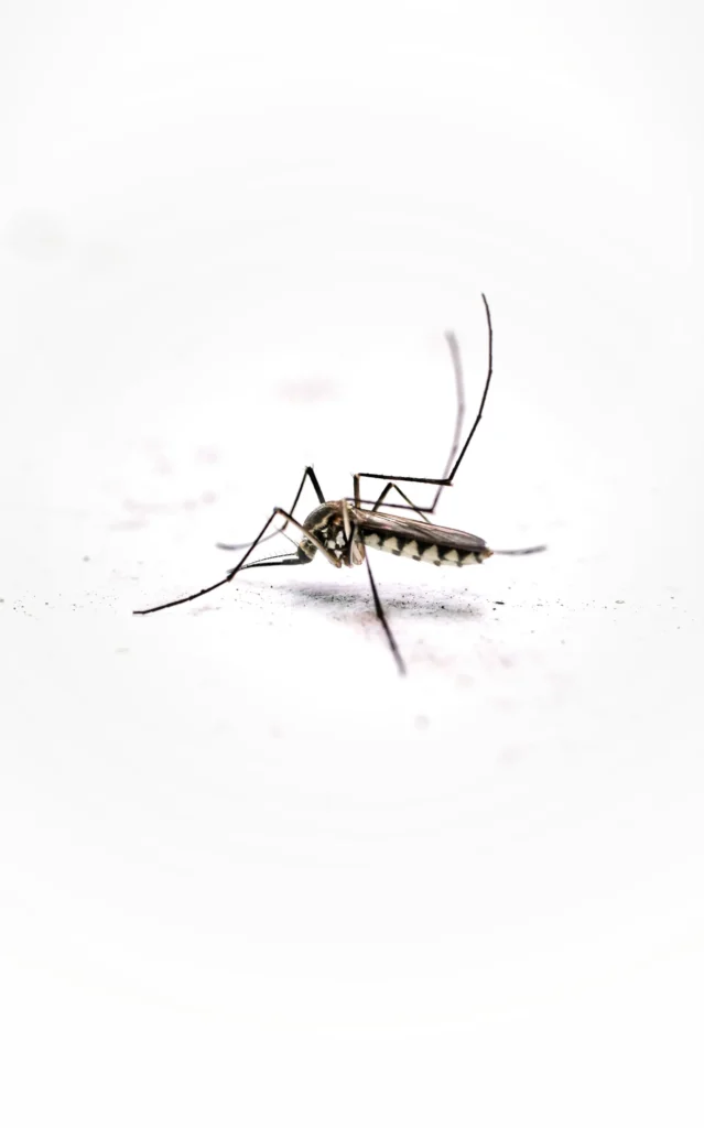 Tired of Mosquitoes Ruining Your Evenings - Ceres Best Pest Pros | Ceres, CA | 209-231-8770