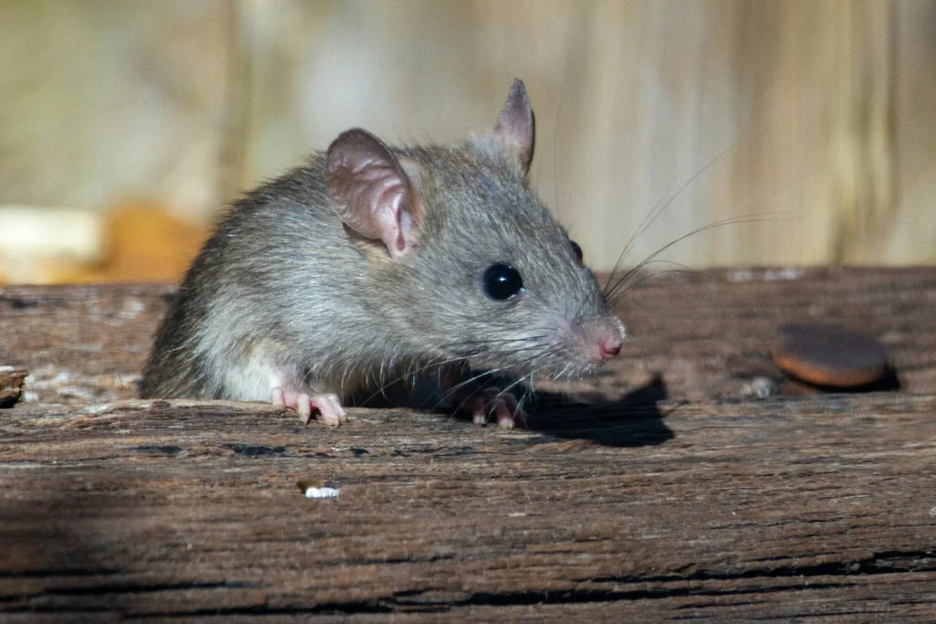 Why-Choose-Our-Rodent-Exterminators - Ceres Best Pest Pros | Ceres, CA | 209-231-8770